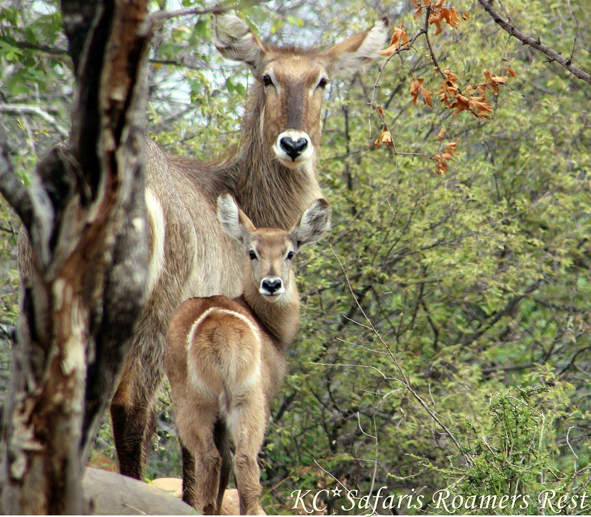 Roamers Rest Safari Lodge Balule Game Reserve Exterior photo